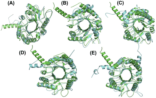Figure 5. The superimposition of native and simulated structures of full-length chitinase II at 300 K, pH 2–6 from (A) to (E), respectively. Green and Blue represent native and the simulated chitinase II structures, respectively. Thickness of the coil represents the fluctuations of heavy atoms around the average structure. The RMS deviations were found to be 2.029, 1.924, 2.086, 1.708, and 2.108 Å at pH 2–6, respectively.
