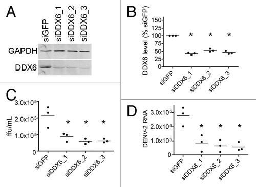 Figure 3 DDX6 is required for efficient assembly or release of infectious Dengue virus. (A) Analysis of protein expression of cellular DDX6 and GAPDH proteins at 24 hours post-infection. HuH-7 cells were transfected with 25 nM siRNAs targeting GFP (siGFP) or DDX6 (siDDX6_1, siDDX6_2 and siDDX6_3) and incubated for 48 hours. cells were infected with DENV-2 NGC at an MOI of 0.5 and harvested at 24 hours post-infection. Western blots were probed using rabbit polyclonal antibodies specific for DDX6 and GAPDH. Following incubation with secondary antibody, blots were visualized using the Odyssey Infrared Imaging system. (B) Quantification of western blots for DDX6 protein normalized to GAPDH levels. Quantification was performed using the Odyssey Infrared imaging software package and the level of DDX6 protein in each sample was normalized to GAPDH. DDX6 levels are plotted as a percent relative to cells treated with siGFP. The raw data from quantification was used for one-way ANOVA (p < 0.0001) and Dunnett's Multiple Comparison Test, where p < 0.01 is indicated by an asterisk. All p values were calculated with respect to the siGFP control. (C) Focus forming units (ffu) of tissue culture supernatants 24 hours post-infection. Tissue culture media was diluted and used to infect monolayers of BHK21 cells. Four days post-infection, cells were fixed and analyzed for DENV E protein expression, as described in the Materials and Methods. Virus foci were counted and plotted as ffu/mL. Data was analyzed using a one-way ANOVA (p = 0.0022) and Dunnett's Multiple Comparison Test, where p < 0.01 is indicated by an asterisk. All p values were calculated with respect to the siGFP control. (D) DENV-2 RNA level in the tissue culture media 24 hours post-infection. Total RNA was extracted from tissue culture media of infected cells, reverse transcribed using random primers, and used in Real-time PCR reactions. 25 ng of an in vitro transcript derived form the D. melanogaster Boule mRNA was added to each sample prior to Trizol extraction and used as a normalization control. A standard curve was generated by reverse transcribing 1 ng of in vitro transcribed RNA corresponding to the DENV-2 amplicon. Number of DENV-2 RNA molecules was calculated from the standard curve and plotted. Data was analyzed using a one-way ANOVA (p = 0.0024) and Dunnett's Multiple comparison Test, where p < 0.01 is indicated by an asterisk. All p values were calculated with respect to the siGFP control.