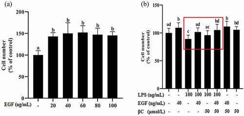 Figure 2. Effects of EGF on IEC6 cell growth.