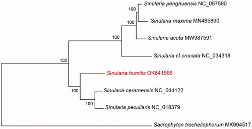 Figure 1. Phylogenetic tree shows evolutionary relationships among genus Sinularia based on maximum-likelihood (ML) approach. Numbers adjacent to nodes denote the bootstrap support values. The GenBank accession numbers are indicated on the right side of species names.