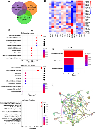 Figure 3 Screening of mitochondria‐related differentially expressed genes in the progression of UC to colorectal cancer. Screening of mitochondria-related differentially expressed genes in the progression UC to colorectal cancer. (A) Venn diagram showing 22 overlapping genes associated with mitochondria-related genes and upregulated DEGs or downregulated DEGs. (B) The heat maps show the 22 MTDEGs. (C) GO analysis of 22 mitochondria‐related DEGs. (D) KEGG analysis of 22 mitochondria‐related DEGs. (E) PPI network of 22 MTDEGs constructed by STRING.