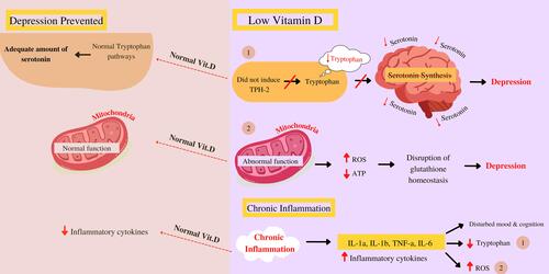 Figure 3 The proposed vitamin D pathway to prevent depression.