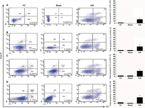 Figure 6 Downregulation of ERRα by siRNA induces cell apoptosis. The apoptosis rates of four endometrial cancer cells RL-952 (A), AN3-CA (B), HEC-1A (C), and HEC-1B (D) infected with siRNA targeted on ERRα (siRNA-ERRα) were analyzed by flow cytometry using an Annexin-V 7AAD Kit. Untreated EC cells were designated as the blank group, the cells infected with nonspecific siRNA as the negative control (NC) group, and the cells infected with siRNA-ERRα for 72 h as the KD group. Compared to the blank or NC group, the downregulation of ERRα by infection with siRNA-ERRα led to a significant increase in cellular apoptosis. All experiments were conducted in triplicate. *Significant differences (P<0.05) are indicated.Abbreviation: KD, knockdown.