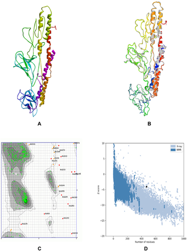 Figure 3 Protein modeling, refinement, and validation for constructed vaccine. The final 3D model of the multi-epitope vaccine was obtained after homology modeling on I-TASSER (A). Superimposed of the refined 3D structure (colored) on the “crude model” (grey) by GalaxyRefine (B). Validation of the refined model with Ramachandran plot analysis showed 94.47%, 2.77%, and 2.76% of protein residues in favored, allowed, and disallowed (outlier) regions, respectively (C), and ProSA-web gave a Z-score of −4.07 (D).