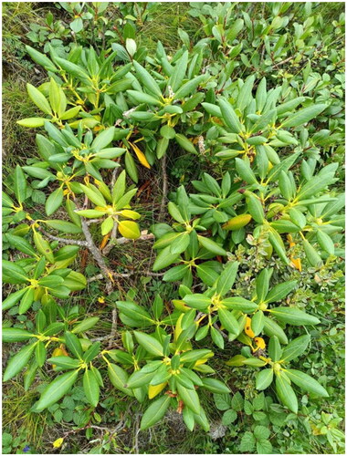 Figure 1. Morphological characteristics of R. przewalskii subsp. przewalskii. The nutritional growth stage of R. przewalskii subsp. przewalskii, the leaf blade is leathery, often set at the end of the branch in an ovate-elliptic shape, and the apex is obtuse but with a small acumen. Its base is rounded or slightly heart-shaped, dark green above, glabrous, slightly wrinkled, midrib concave, lateral veins 11–12 pairs, retuse. In June 2022, the author took this photo in Xiazhasha Village, Xunhua County, Haidong City, Qinghai Province, China (102°44′8″E, 35°34′ 23″N, Altitude: 3499 m).