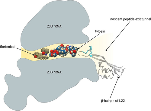 Figure 7 The drug-resistance mechanism of tylosin and florfenicol. Florfenicol (gray and red spheres) binds to the deep narrow pocket of the nascent peptide exit tunnel, which is far away from the β-hairpin of L22. A loop (in cyan) inserted into the β-hairpin of L22 has limited influence on the drug resistance of florfenicol. Tylosin (blue and red spheres), which is much larger than florfenicol, binds to the entrance of the nascent peptide exit tunnel. It closes into the β-hairpin of L22. The insertion of additional amino acid (in cyan) shows great impact on the drug resistance of tylosin.