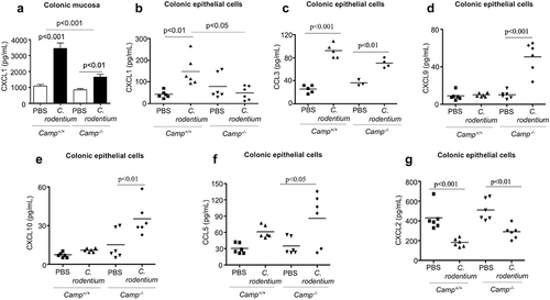 Figure 2. Determination of chemokine production in colonic mucosa and primary colonic epithelial cells in Camp+/+ and Camp−/- mice challenged by Citrobacter rodentium. Camp+/+ and Camp−/- mice were infected with C. rodentium (1 x 108 CFU in 200 μL of PBS) for 7 d. (a) CXCL1 secretions in distal colonic mucosa of infected Camp+/+ and Camp−/- mice (ELISA). Chemokine production of CXCL1 (b), CCL3 (c) CXCL9 (d), CXCL10 (e), CCL5 (f) and CXCL2 (g) in isolated primary CD326+CD45− colonic epithelial cells (multiplex bead-based assay). Data are shown as mean ± SEM (n= 3–6/group). P < .05 (one-way ANOVA post hoc Bonferroni correction for multiple group comparisons or two-tailed Student’s t-test for two groups) was considered significant.