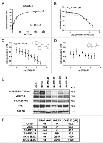 Figure 1. FAK scaffold inhibitor C4 selectively binds FAK and inhibits melanoma cell growth. A–D. Fluorescent polarization-based assay. (A) Saturation experiment, dose-response binding curve of TAMRA labeled peptide AV3 derived from the binding site of VEGFR-3 to FAK FAT protein. (B) Dose-response competitive binding curve: competition experiment with increased concentration of unlabeled peptide AV3. (C) Competition experiment with increased concentration of FAK scaffold inhibitor C4 and compound C4 structure. (D) Competition experiment with increased concentration of C4 analog, negative control compound C1 and its structure. (E) Western blot analysis of FAK and VEGFR-3 expression and activation in melanoma cell lines. (F). FAK scaffold inhibitor C4 IC50 in melanoma cell lines of different genetic background. Viability MTS assay.