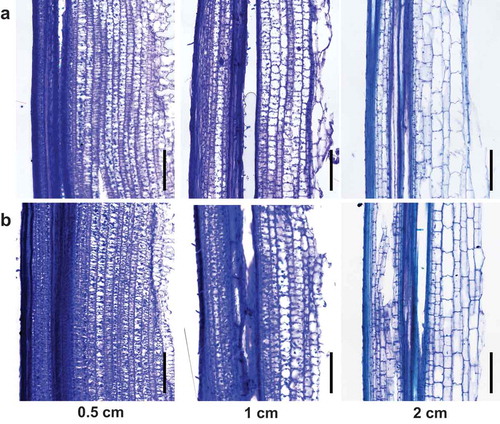 Figure 3. Longitudinal sections of elongating second internode at 0.5 cm, 1 cm, and 2 cm from lower node of wild type, Kinmaze (a), and bc1 mutant (b). Sections at 0.5 and 1 cm showed small cells, and section from 2 cm showed nearly elongated cells. Bars = 200 μm.