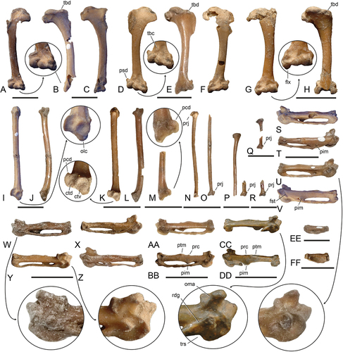 Figure 9. Wing bones of the Zygodactylidae from the early Eocene London Clay of Walton-on-the-Naze (Essex, UK). (A) Primozygodactylus cf. danielsi (NMS.2021.40.49), right humerus in cranial view; the arrow indicates an enlarged detail of the distal end. (B, C) P. cf. danielsi (NMS.2021.40.47), (B) right and (C) left humerus in (B) caudal and (C) cranial view. (D‒F) Primoscens carolinae, sp. nov. (holotype, NMS.2021.40.54), right humerus in (D) cranial and (E) caudal view, (F) left humerus in cranial view; the arrow indicates an enlarged detail of the distal end. (G, H) Minutornis primoscenoides, gen. et sp. nov. (holotype, NMS.2021.40.62), (G) left humerus in cranial view, (H) right humerus in caudal view; the arrow indicates an enlarged detail of the distal end. (I, J) P. cf. danielsi (NMS.2021.40.47), left ulna in (I) cranial and (J) ventral view; the arrow indicates an enlarged detail of the proximal end. (K, L) Pr. carolinae, sp. nov. (holotype, NMS.2021.40.54), left ulna in (K) cranial and (L) ventral view; the arrow indicates an enlarged detail of the proximal end. (M) Pr. cf. minutus (NMS.2021.40.47), proximal end of right ulna in cranial view; the arrow indicates an enlarged detail. (N, O) Pr. carolinae, sp. nov. (holotype, NMS.2021.40.54), right (N: ventral view) and partial left (O: cranial view) radius. (P) P. cf. danielsi (NMS.2021.40.47), distal portion of right radius (ventral view) and proximal end of ?right radius. (Q) Primoscens sp. B (NMS.2021.40.59), distal and proximal portion of right radius. (R) P. cf. danielsi (NMS.2021.40.48), proximal end of ?right radius. (S‒V) P. cf. danielsi (NMS.2021.40.47), (S, T) left and (U, V) right carpometacarpus in (S, U) ventral and (T, V) dorsal view; the arrow indicates an enlarged detail of the proximal end. (W‒Z) M. primoscenoides, gen. et sp. nov. (holotype, NMS.2021.40.62), (W, X) left and (Y, Z) right carpometacarpus in (W, Y) ventral and (X, Z) dorsal view; the arrows indicate enlarged details of the proximal end. (AA, BB) Primoscens cf. minutus (NMS.2021.40.53), left carpometacarpus in (AA) ventral and (BB) dorsal view. (CC, DD) Pr. minutus (holotype; NHMUK A 4681), right carpometacarpus in (CC) ventral and (DD) dorsal view; the arrow indicates an enlarged detail of the proximal end. (EE) P. cf. danielsi (NMS.2021.40.47), right phalanx proximalis digiti majoris in ventral view. (FF) M. primoscenoides, gen. et sp. nov. (holotype, NMS.2021.40.62), left phalanx proximalis digiti majoris in ventral view. Abbreviations: ctd, cotyla dorsalis; ctv, cotyla ventralis; flx, processus flexorius; fst, fossa supratrochlearis; olc, olecranon; oma, os metacarpale alulare; pcd, processus cotylaris dorsalis; pim, processus intermetacarpalis; prc, small process at proximal end of sulcus tendinosus; prj, projection of proximal end of radius; psd, processus supracondylaris dorsalis; ptm, protuberantia metacarpalis; rdg, ridge from processus pisiformis to os metacarpale minus; tbc, tubercle dorsal to condylus dorsalis; tbd, tuberculum dorsale; trs, transition of caudal rim of trochlea carpalis into os metacarpale minus. The scale bars equal 5 mm.