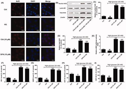 Figure 3. Effects of caffeoylisocitric acid on the activation of Nrf2 in mesangial cells under high glucose. (A) Immunofluorescence staining for Nrf2. (B) Western blot analysis for the expression of nuclear and total Nrf2. (C)-(D) Densitometric analysis for the expression of nuclear and total Nrf2. (E) Relative ARE-luciferase activity. (F)-(I) ELISA assays for the levels of HO-1, NQO1, GST A1 and A2. n = 3, #P < 0.05 and ##P < 0.01 vs control group, ***P < 0.001 vs high glucose group.