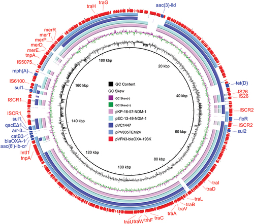 Figure 1 Circular comparisons of pVFN3-blaOXA-193K and related plasmids, pEC-13-49-NDM-1, pKP-16-57-NDM-1, pPV835TEM24, and pVC1447, available in the NCBI database (https://www.ncbi.nlm.nih.gov/). The outermost circle denotes pVFN3-blaOXA-193K, with arrows indicating coding genes.
