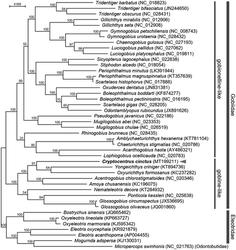 Figure 1. Maximum-likelihood (ML) phylogeny of 28 species of gobionelline-like and 8 species of gobiine-like gobiids based on the 13 concatenated nucleotide sequences of the entire protein-coding genes (PCGs). Six species from the family Eleotridae and a species from the family Odontobutidae were incorporated to build a reliable phylogeny tree. Node labels indicate posterior probability. DDBJ/EMBL/Genbank accession numbers for published sequences are incorporated.