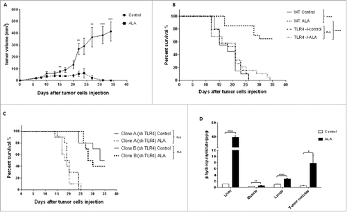 Figure 1. ALA-induced tumor growth inhibition depends on both cancer and host TLR4. (A) Tumor growth curve of FvB mice bearing subcutaneous NT2 cells after treatment or not with ALA (8 mg/kg) (8/group). Statistical test: Mann–Whitney U-test. **p < 0.01, ***p < 0.001. (B–C) mice survival curves of (B) Balb/c mice bearing EMT-6H cells, in wild-type (wt) mice or mice with the TLR4 gene knocked-out (TLR4−/−) after treatment or not with ALA (8 mg/kg) (20/group) or (C) mice bearing EMT-6H cells knocked-down for TLR4 (clone A and B) after treatment or not with ALA (8 mg/kg) (10/group). Survival curves were statistically different (***p <0.001 Log–Rank (Mantel–Cox) test). (D) Quantification of ALA, as measured by β-hydroxymyristic acid analysis, in different mice tissues 24 h after the 3rd ALA injection. Organs and lung nodules were taken from 27 treated and 12 control mice. Data are representative of at least two experiments. Student's t test *p < 0.05, **p < 0.01, ***p < 0.001, ****p < 0.0001.