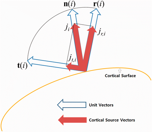 Figure 1. A schematic drawing presenting the decomposed radial and tangential components of a cortical source defined on i-th cortical vertex.