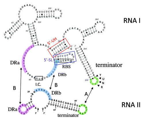 Figure 2. Secondary structures of RNA IpAD1 and RNA IIpAD1. The specific regions of interaction between the RNAs are shaded different colors to coordinate with Figure 1 and labeled accordingly. Interaction is initiated at the U-turn motif (labeled YUNR) present in the loop of the terminator of RNA I (green shaded). This interaction is indicated by the arrow labeled A. The interaction then extends to the direct repeat sequences DRa (pink shaded) and DRb (blue shaded). This interaction is indicated by arrows labeled B and is responsible for preventing translation of FstpAD1, since the initiation codon (I.C.) and the ribosome binding site (SD) are sequestered by the interacting RNAs. The two structures, 5′-SL (blue box) and 5′-UH (red box) are responsible for preventing premature translation of FstpAD1 and RNA IpAD1 stability, respectively.