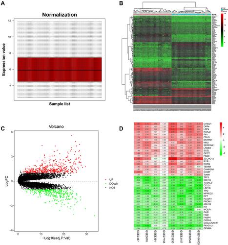 Figure 2 Identification of DEGs in PTC between tumor and normal tissues. (A) Normalization of the GSE33630 dataset. (B) A representative heatmap of dataset GSE33630 showing that DEGs can effectively differentiate tumors from normal tissues (red represents higher expression and green represents lower expression). (C) Volcano plot of the GSE33630 dataset (green: downregulated genes; black: not differentially expressed; red: upregulated genes). (D) Heat map of the top 20 upregulated (red) and downregulated (green) DEGs of each expression microarray. The number in each column represents the LogFC value.