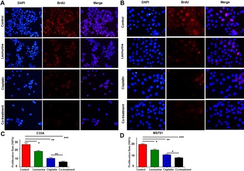 Figure 2 The effects of leonurine combined with cisplatin on the cell proliferation in cervical cancer cells. C33A (A) and MS751 (B) cells were treated with control (treatment with DMSO), leonurine (800μM), cisplatin (5μM), or the co-treatment of leonurine (800μM) and cisplatin (5μM). The ratios of cell proliferation were assessed by BrdU assay. The bars represent the ratios of cell proliferation in each group. Data of C33A (C) and MS751 (D) are expressed as means ± SD deviation of three independent experiments. * P < 0.05, ** P <0.01, *** P < 0.001. DAPI: 4ʹ, 6-diamidino-2-phenylindole.