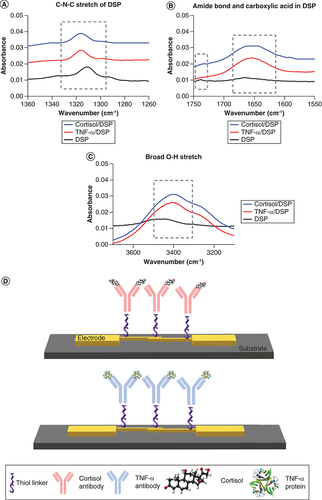 Figure 4. Binding chemistry characterization.Fourier-transform infrared spectroscopy spectrums validating the binding chemistry, (A) C-N-C stretch for DSP immobilization, (B) Amide bond and carboxylic acid highlight for protein immobilization, (C) Broad O-H stretch for antibody immobilization and (D) schematic depicting the immunoassay employed for performing affinity based detection for Cortisol and TNF-α.