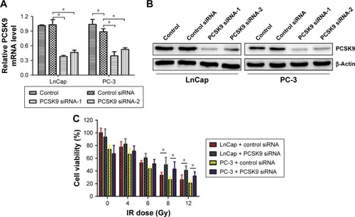 Figure 1 PCSK9 siRNA treatment promotes cellular viability in cells exposed to high doses of IR.