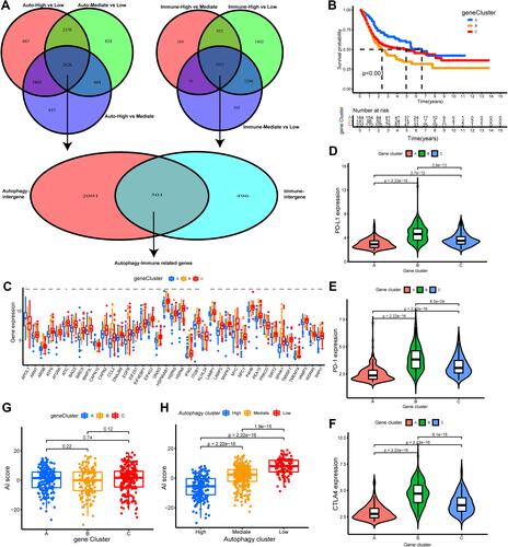 Figure 4 Construction and evaluation of differential expression of autophagy immune gene signatures. (A) The Venn diagrams showed 535 autophagy-immune related differentially expressed genes (DEGs) were overlapped from autophagy-related DEGs and immune-related DEGs. (B) The autophagy-immune related genes were utilized to construct gene cluster and then the K-M survival curves of the gene cluster were performed, which showed there were statistically significant differences among these three gene subtypes. (C) The boxplot was performed to visualize the expression levels of 43 prognostic-related gene among different gene clusters in merger dataset. (*p < 0.05; **p < 0.01; ***p < 0.001) (D–F) The violin plot showed the differential expressions of immune checkpoint gene, including PD-L1 (D), PD-1 (E), CTLA4 (F) in the three gene clusters, which showed that the expression of immune checkpoint genes in gene cluster B subgroup was significantly higher than the other subgroups. (G) Comparison of Autophagy-Immune (AI) score across gene clusters showed no significant differences between the three clusters. (H) Comparison of AI score across autophagy clusters showed autophagy-High cluster with the lowest AI score.