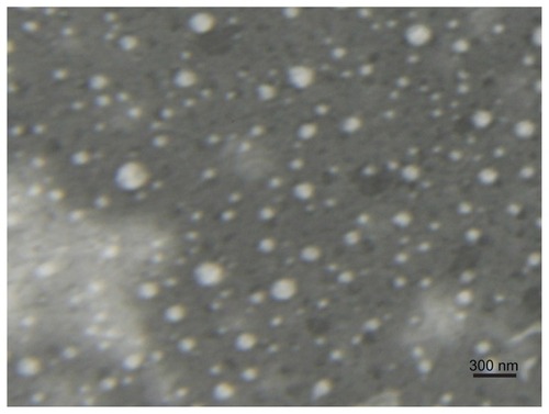 Figure 2 TEM micrograph of Lac-NCTD-TMC-NPs.Abbreviations: TEM, transmission electron microscopy; Lac-NCTD-TMC-NPs, lactosyl-norcantharitin (Lac-NCTD)-associated N-Trimethyl chitosan nanoparticles.
