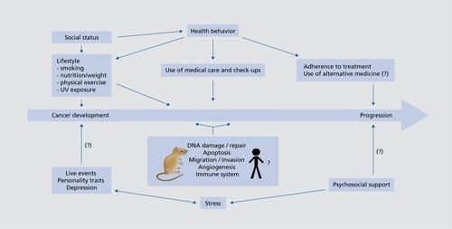 Figure 2. Psychosocial factors in cancer development and progression. UV, ultraviolet light