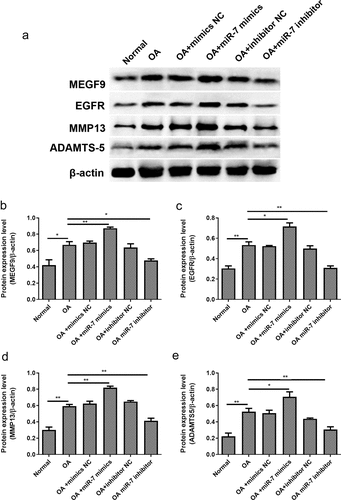 Figure 7. miR-7 mediated MEFG9 to regulate the expression of cartilage degradation-related proteins in OA mice. (a) The western blot results of MEGF9, EGFR, MMP13, and ADAMTS-5; and quantitative analysis of MEGF9 (b), EGFR (c), MMP13 (d) and ADAMTS-5 (e) in OA mice with different treatments. *P < 0.05, **P < 0.01, ***P < 0.001