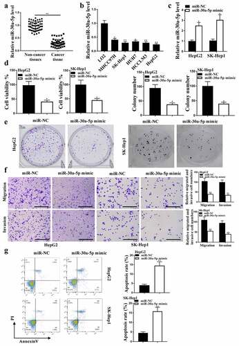 Figure 2. MiR-30a-5p in HCC proliferation. (a) In HCC and adjacent normal tissues (n = 38), miR-30a-5p expression was detected. (b) In HCC cell lines, miR-30a-5p expression was detected. (c) MiR-30a-5p expression in HepG2 and SK-Hep1 cells. (d) CCK8 assay for cell viability. (e and f) Colony formation, migration and invasion (100 um). (g) Cell apoptosis. ** P< 0.01, * P < 0.05; n = 3.