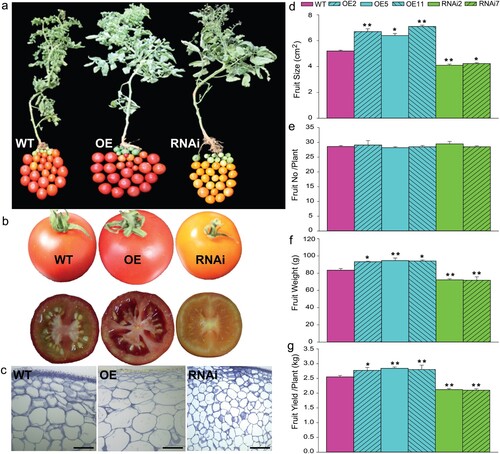 Figure 3. Overexpression of SlMX1 regulates fruit yield in tomato. (a) Fruit-specific phenotypes of wild-type tomatoes (cv. Ailsa Craig), overexpression (SlMX1 OE) under the control of the 35S promoter, and RNAi lines. (b) Representative pictures of fruit size of WT, SlMX1 OE, and RNAi tomatoes. (c) A transverse section of the pericarp at ripening stage. Size bar is 50 μm. (d) Fruit size (cm2). (e) Fruit number per plant. (f) Fruit weight (g). (g) Fruit yield per plant (kg). Data are mean values ± SD; n = 20 (d, e, f and g). Student’s t-test has been performed. Single (*P < 0.05) and double (**P < 0.01) asterisks denote statistically significant differences between the transgenic and wild-type lines.