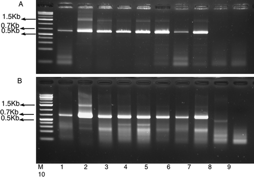 Fig. 2. Detection of Switchgrass mosaic virus in switchgrass transmitted by Graminella aureovittata. Panel A: RT–PCR using B287 primer for RT and B88 and B89 primer pair for PCR. Panel B: RT–PCR using B287 primer for RT and B308 and B89 for PCR. M = GeneRuler 1Kb plus (Fermentas). PCR products 1–8 from eight switchgrass plants exposed to G. aureovittata, while products 9 and 10 were from two switchgrass plants grown from seeds and maintained in insect-free growth chamber. PCR product 1 was from switchgrass plant with foliage mosaic symptom; others were from asymptomatic leaf tissues. Switchgrass variety used was Cave-in-Rock.