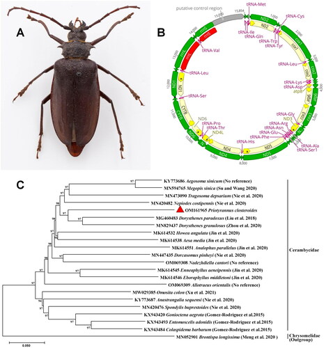 Figure 1. The phylogenetic tree and the picture of Priotyrannus closteroides Thomson, 1877. (A) Female of Priotyrannus closteroides Thomson, 1877, dorsal view. (B) Gene map of mitochondrial genome of Priotyrannus closteroides. (C) Maximum-likelihood tree of Priotyrannus closteroides Thomson and related 21 different insect species based on the complete mitochondrial genome. The numbers at each node represent bootstrap percentages of 1000 pseudoreplicates by ML analysis. The scale bar indicates the number of substitutions per site.