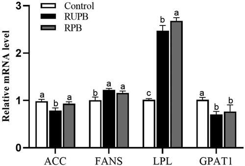 Figure 2. The relative abundance of mRNA for genes involved in lipid metabolism of subcutaneous adipose tissue in lambs. Control, basal diets; RUPB, treatment with 1.6 g/kg dietary rumen-unprotected betaine supplementation; RPB, treatment with 2.9 g/kg dietary rumen-protected betaine supplementation. ACC: acetyl-CoA carboxylase; FANS: fatty acid synthetase; LPL: lipoprotein lipase; GPAT1: glycerol-3-phosphate acyltransferase 1.