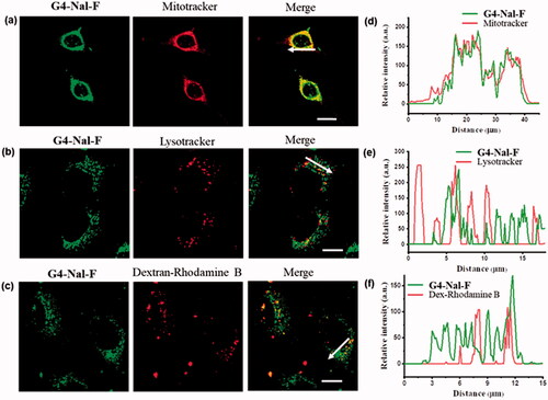 Figure 3. Subcellular localization study in live HeLa cells by incubating G4-Nal-F (10 µM) with subcellular markers: (a) MitoTracker (100 nM), (b) lysotracker (100 nM), (c) dextran-rhodamine B (1 mg/mL), (scale bar: 10 μm). (d–f) The relative intensities of each fluorescence signal along the arrow are shown.