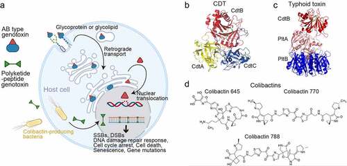 Figure 1. Multi-Protein and small peptide bacterial genotoxins. (a) Schematic diagram depicting the intoxication processes of multi-protein and small peptide bacterial genotoxins. (b) CDT structure. CdtB is the enzymatic ‘A’ subunit possessing DNase I-like activity. CdtA and CdtC are receptor-binding ‘B’ subunits of CDTs. (c) Typhoid toxin structure. CdtB is one of the ‘A’ subunits of typhoid toxin, possessing DNase I-like activity. PltA is the other ‘A’ subunit, while PltB forms the homopentameric receptor-binding ‘B’ subunits of typhoid toxin. (d) Representative colibactin structures. According to colibactin nomenclature, the numbers behind the word colibactin generally match their molecular weight [Citation94]. (b and c) panels are prepared using PyMOL. AaCDT, Aggregatibacter actinomycetemcomitans CDT (PDB: 2F2F). StyCdtb, Salmonella enterica subsp. enterica serovar Typhi CdtB (PDB: 4K6L). Created with BioRender.Com.