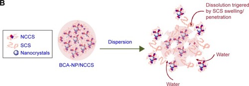 Figure 11 In vitro dissolution profiles of BCA from the spray-dried BCA-NP/NCCS after storage (A) and the schematic image on redispersion of BCA-NP/NCCS (B).Abbreviations: BCA, baicalin; BCA-NP, BCA nanosuspension particle; NCCS, nanocrystalline cellulose–sodium carboxymethyl starch; SCS, sodium carboxymethyl starch.