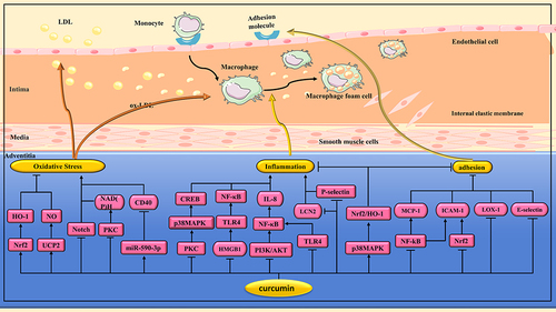 Figure 2 Pharmacological effects of curcumin on atherosclerosis(AS). Anti-AS effects of curcumin via regulating multiple signaling pathways to alleviate oxidative stress, inhibit inflammation, reduced monocyte adhesion and their transendothelial migration.