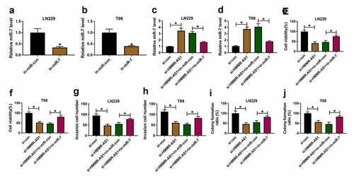 Figure 4. The effect of HMMR-AS1 and miR-7 on glioma progression. (a and b) miR-7 level was detected in LN229 and T98 cells transfected with in-miR-con or in-miR-7. miR-7 level (c and d), viability (e and f), invasion (g and h), colony formation ration (i and j) were determined in LN229 and T98 cells transfected with si-con, si-HMMR-AS1, si-HMMR-AS1 + in-miR-con or in-miR-7. *P < 0.05