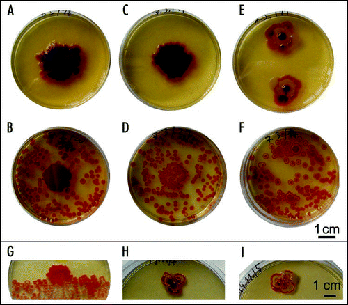Figure 8 Development of bodies on dense bacterial fields. (A and B) Maculae from about 1500 cells, (C and D) those from about 150 cells, sown on (A and C) free agar and (B and D) a background of about 200 CFU per dish. (E and F) A similar layout with inocula normally giving rise to F colonies (3000 cells above, 300 below, respectively); (A–F) 36 days, but identical results after 14 days. (G) Development of a macula at the interface of small-colony field and free agar (6 days). (H) Three high-density drops (100–150 cells) in close vicinity develop to delimited F phenotypes, without merging into a concol; the same result was obtained with larger inocula up to 105 cells, while (I) drops containing only 10–15 cells in the same configuration give rise to a typical concol (H and I, 15 days).