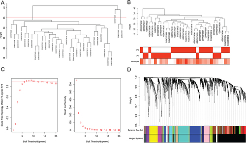 Figure 3 WGCNA in PD patients. (A) sample clustering. Above the red line was an outlier sample; (B) sample dendrogram and heat map of monocyte abundance; (C) filtering of soft thresholds; (D) identification of modules.