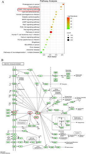 Figure 4. Signalling pathway prediction based on bioinformatics. (A) Results of the major 20 signalling pathways enrichment analysis. (B) The cGMP-PKG signalling pathway was downloaded from KEGG PATHWAY Database (https://www.kegg.jp/kegg/pathway.html).