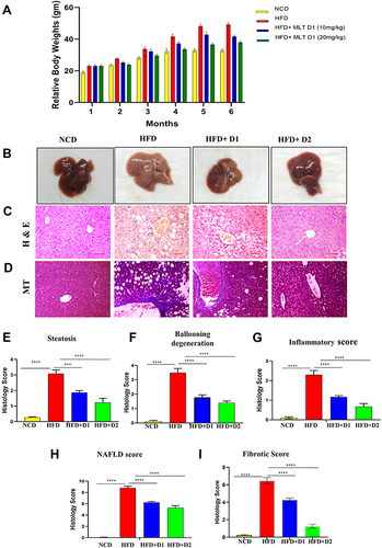 Figure 1 MLT reversed HFD-mediated hepatic anomalies. Male C57BL/6 mice were administered high fat diet (HFD) or a normal control diet (NCD) for 6 months, together with MLT (10mg/kg/day, 20mg/kg/day) for every alternative day. (A) Relative body weight changes in different groups. (B) Representative images of Liver of different groups, (C and D) cross-sections of Liver with HE and MT staining in the different groups. Scale bars = 100 μm. (E–I) Histology score of different groups, The values indicate the mean ± SEM (n=3) ***P<0.001, ****P<0.0001.