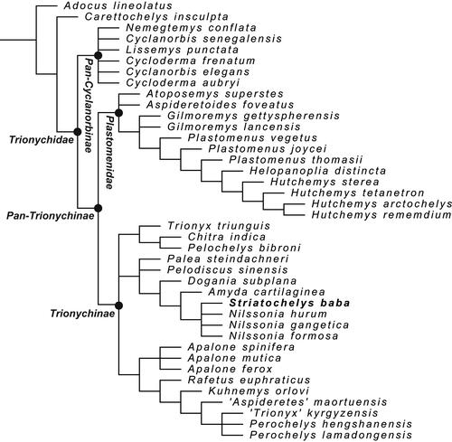 Figure 8. Strict consensus tree of 135 equally optimal trees, obtained from the maximum parsimony analysis of 40 taxa and 95 characters. Tree length = 327 steps; consistency index = 0.361; and retention index = 0.605.