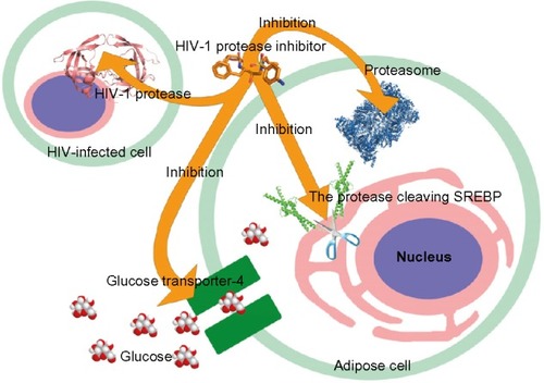 Figure 3 Potential target molecules of the HIV protease inhibitors.