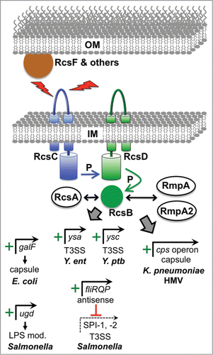 Figure 3. Examples of virulence gene regulation by the Rcs ESR. The Rcs system is induced by various signals deleterious to the outer membrane such as osmotic shock, desiccation, and overproduction of envelope proteins. Detection of some signals involves accessory proteins such as RcsF and others not shown. All signals converge of the IM histidine kinase RcsC, which transfers phosphate (P) to the cytoplasmic response regulator RcsB via the intermediary IM protein RcsD. RcsB can regulate target promoters as a homodimer or as a heterodimer with RcsA, or with the RcsA homologues RmpA and RmpA2 that are found in hypermucoviscous (HMV) strains of K. pneumoniae. Positively controlled target promoters include galF in encapsulated E. coli K strains, which increases precursors available for Group I capsule production. Similarly, ugd is an activated target in Salmonella, which is needed to make a precursor for LPS modification that increases CAMP resistance. In Y. enterocolitica (Y. ent) RcsB is involved in activation of the major operon encoding regulatory and structural components of the Ysa T3SS, but it is not known if this regulation is direct. Very recent data from Y. pseudotuberculosis (Y. ptb) has also shown that RcsB activates genes encoding the Ysc T3SS via direct induction of the lcrF gene, encoding the master Ysc T3SS regulator (see text). In Salmonella, RcsB drives the production of an antisense transcript encompassing the distal end of the fliLMNOPQR operon, which is involved in downregulating multiple virulence genes including those encoding components of the SPI-1 and SPI-2 T3SS systems. In HMV K. pneumoniae, RcsB, most likely as a heterodimer with RmpA or RmpA2, activates the cps operon responsible for capsular polysaccharide production.