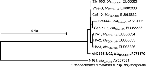 Figure 1.  Neighbour-joining tree showing the genetic relationship among class D β-lactamase genes (793 nucleotide positions) of B. pilosicoli strains originating from humans (BM4442, Wes-B, H/A1, H/A2, H/A3 and Gap 51.2), pigs (Cof-10 and 95/1000) and an isolate from the present study (free-living wild mallard, isolate AN3625/3/02, shown in bold). Strain and β-lactamase gene designations and GenBank database accession numbers are shown. The bla OXA-85 class D β-lactamase gene from F. nucleatum subsp. polymorphum strain N161 was used as outgroup. Scale bar represents the distance equivalent to 18 substitutions per 100 nucleotide positions.