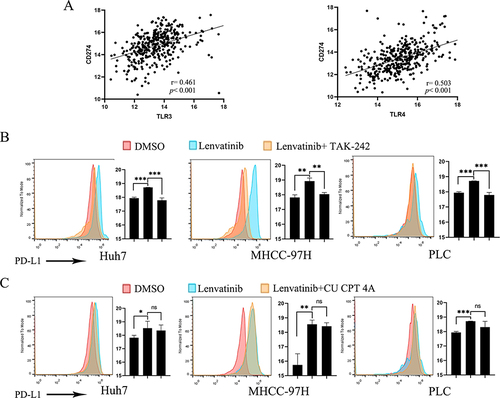 Figure 5 (A) TCGA database revealed a strong correlation between TLR3/TLR4 and CD274. (B) PD-L1 expression was significantly increased after two weeks lenvatinib treatment and decreased after the inhibition of TLR4. (C) The inhibition of TLR3 had not significantly affected PD-L1 expression. *p < 0.05, **p < 0.01, *** p <0.001.