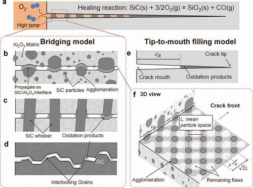 Figure 1. Schematic illustrations for oxidation-induced crack-gap filling models in self-healing composites. (a) Macroscopic crack-gap filling behavior for self-healing ceramics, (b-c) bridging model: microscopic filling behavior near the crack mouth with large crack opening displacement, (b) for SiC particles composite, (c) SiC whiskers composite, and (d) monolithic SiC ceramics. (e) Tip-to-mouth filling model. (f) 3D structure of remaining cracks in the bridging model. The actual fracture will be described by the mixed models shown above. Thus, the bridging model and tip-to-mouth filling model correspond to the upper and lower limit strengths of the healed ceramics, respectively.
