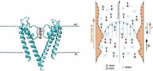 Figure 1. Left) Crystal structure of KcsA in the closed state (PDB ID: 1J95 [Citation6],); two diagonally opposite monomers are shown for clarity, in cartoon representation. Potassium ions at the binding sites S1-S4 are represented as spheres using their van der Waals radius. Extracellular (EC) and intracellular (IC) boundaries of the lipid bilayer are also indicated. Protein sketch created using VMD [Citation7]. Right) Cartoon illustrating the complex electrokinetic phenomenology occurring in a wide pore (biological or solid-state) under the effect of an external electric field. The walls of the pore can acquire surface charge, the field generates a current (j±) of positive and negative ions. The unbalanced flow of ions, in turn, can result in a net transport of water molecules, Q, (electroosmosis). The arrow profile in the middle of the pore, represents the presence of the electroosmotic flow, or any other flow generated, e.g. by external gradients.