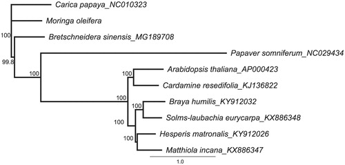 Figure 1. Phylogenetic tree inferred using neighbour-joining (NJ) method based on the complete chloroplast genome of 9 species of Rhoeadales; bootstrap values (%) are shown on the branch.